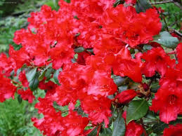 http://www.celysvet.cz/fotky-rododendron--azalka-foto-obrazky?rr=4