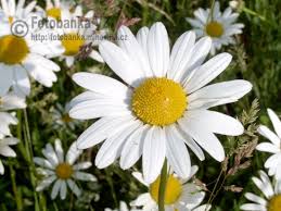 http://fotobanka.mlhovina.cz/obrazek-98-q-Kopretina-bila-Leucanthemum-vulgare