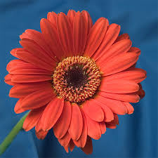 http://www.darkpeakimages.co.uk/php-cgi/gallery2/misc/gerbera