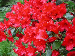 http://www.celysvet.cz/fotky-rododendron--azalka-foto-obrazky?rr=4 http://www.celysvet.cz/fotky-rododendron--azalka-foto-obrazky?rr=4