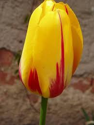 http://www.celysvet.cz/fotky-tulipan-foto-obrazky?rr=6
