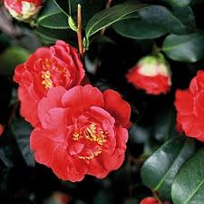 http://www.garten.cz/fe/cz/0001-Camellia+japonica/